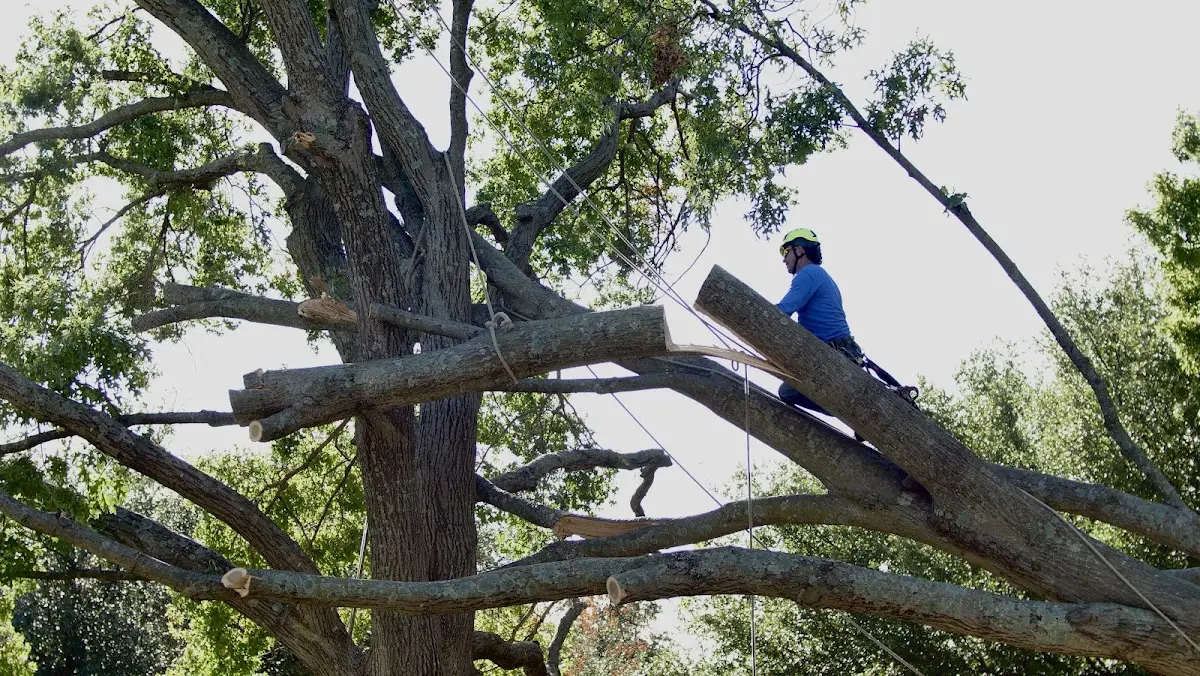 Professional Hazardous Tree Removal performed by certified arborists in Beaumont