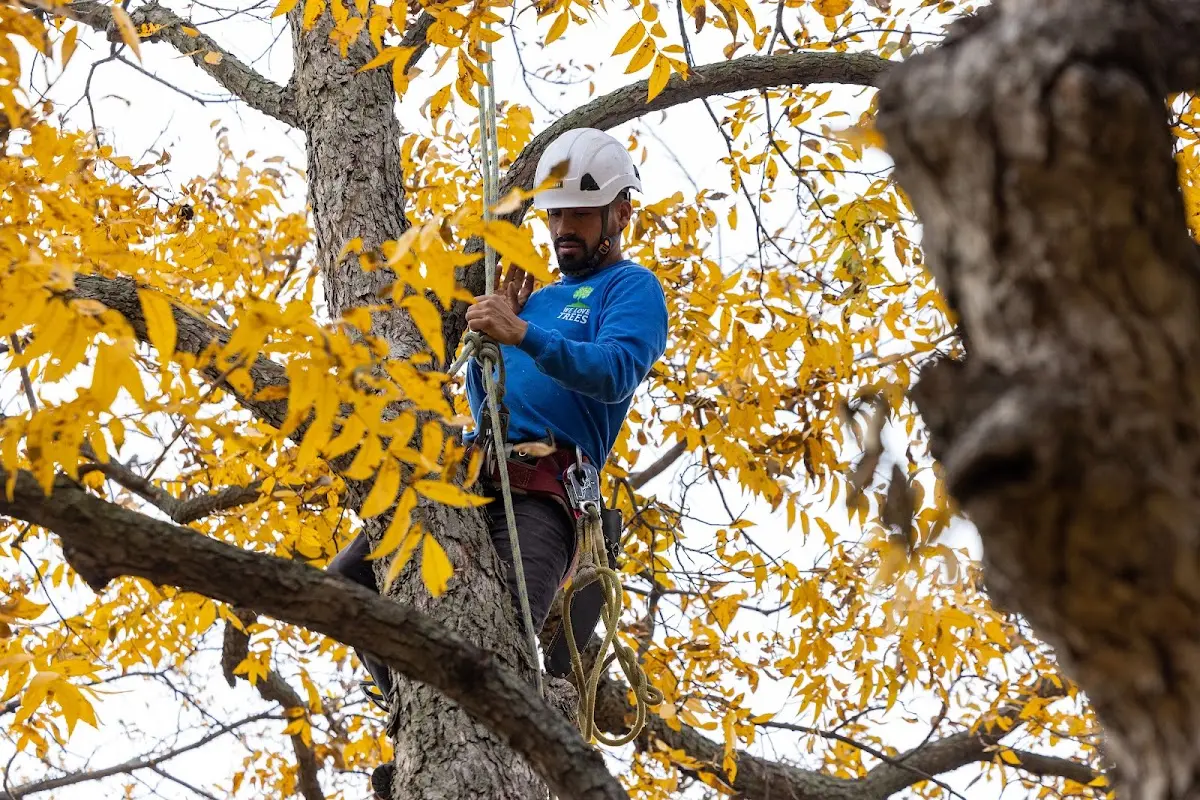 Skilled Tree Planting crew working in Beaumont